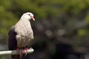 Streptopelia: Mauritius Pink Pigeon