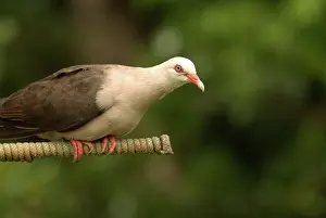 Streptopelia: Mauritius Pink Pigeon