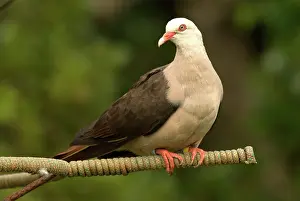 Streptopelia: Mauritius Pink Pigeon