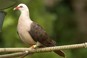 Streptopelia: Mauritius Pink Pigeon