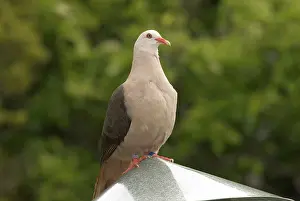 Streptopelia: Mauritius Pink Pigeon