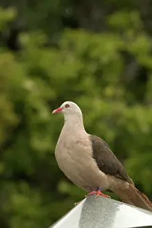 Streptopelia: Mauritius Pink Pigeon