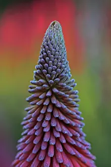 Flowerhead: Mauve