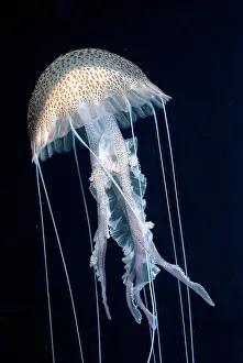 Stinging: Mauve stinger jellyfish (Pelagia noctiluca) on black