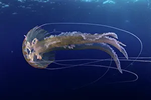 Azores: Mauve stinger jellyfish, Pelagia noctiluca, Santa