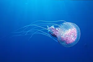 Filigree: Mauve stinger (Pelagia noctiluca), off Borgo, Corsica