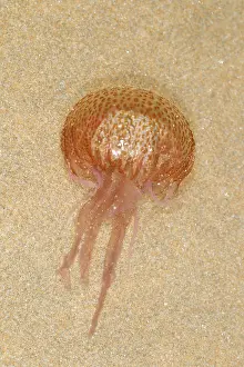 Cornwall: Mauve Stinger (Pelagia noctiluca) adult, stranded