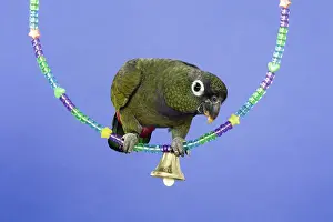 Swing: Maximilion Pionus