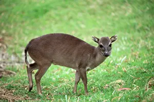 Duiker: Maxwell's Duiker - female