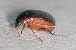 Coleopteran: May Beetle