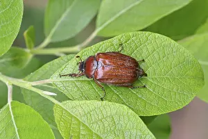 Bugs: May beetle, wood cockchafer (Melolontha hippocastani)