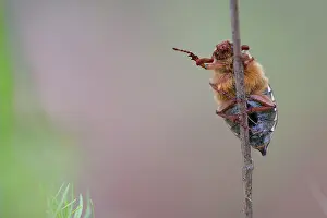 Cockchafer: May bug