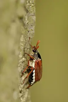 Cockchafer: May bug on oak trunk (Melolontha melolontha)
