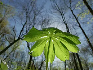 Kentucky: Mayapple leaf, early spring, John James Audubon