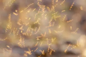 Ephemeroptera: Mayflies - Dancing