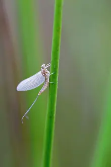 Mayflies: Mayfly