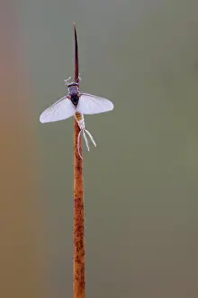 Mayflies: Mayfly