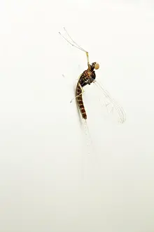 Unidentified: Mayfly