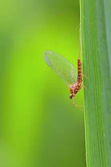 Mayfly: Mayfly