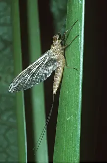 Segment: MAYFLY - Adult form