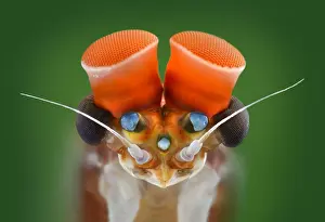 Studio Background: Mayfly (Centroptilum luteolum)