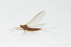 Native: Mayfly (Coloburiscus sp, endemic to New Zealand)
