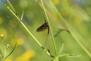 Vulgata: Mayfly (Ephemera vulgata). Aboda, Sweden in June