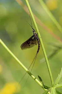 Vulgata: Mayfly (Ephemera vulgata). Aboda, Sweden in June