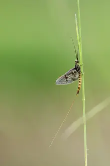 Franche: Mayfly (Ephemera vulgata) - Bourgogne - France