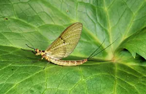 Mayflies: MAYFLY - on leaf in garden pond