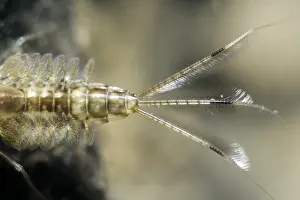 Prairies: Mayfly nymph (Ephemeroptera sp) in a pond, Prairies
