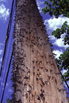 Covering: Mayfly Nymphs Covering Power Pole