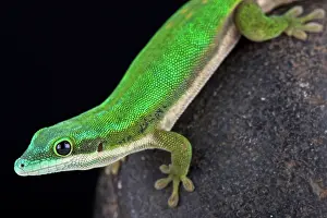 Mozambique: Mayotte day gecko (Phelsuma nigristriata), Mayotte