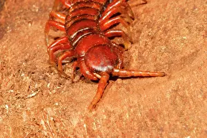 Centipedes: Mayotte Island Indian Ocean