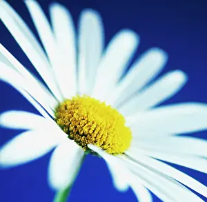 Mayweed: Mayweed