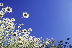 Combined: Mayweed