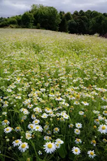 Mayweed: Mayweed