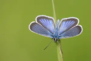 Lycaenidae: Mazarine Blue