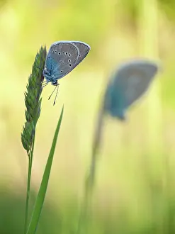 Polyommatus: Mazarine Blue
