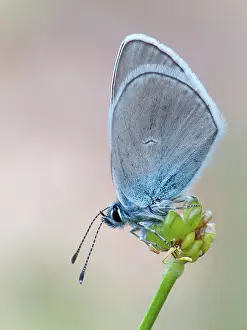 Polyommatus: Mazarine Blue