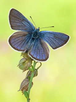 Polyommatus: Mazarine Blue