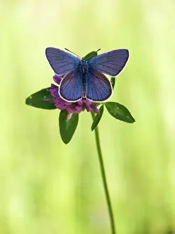 Polyommatus: Mazarine Blue