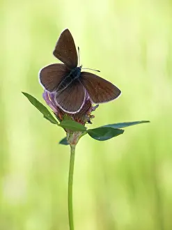 Polyommatus: Mazarine Blue