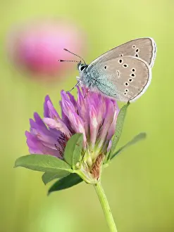 Polyommatus: Mazarine Blue