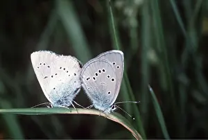 Blues: Mazarine Blue Butterfly - pair mating