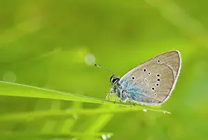 Semiargus: Mazarine Blue - roosting after rain