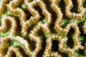 Maze: Maze Brain Coral