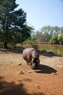 Slow: Mbabane, Swaziland. Wild animals in the
