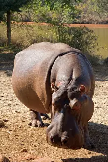 Slow: Mbabane, Swaziland. Wild animals in the