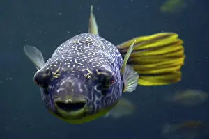 Trunkfish: Mbu pufferfish ( Tetraodon mbu ), captive